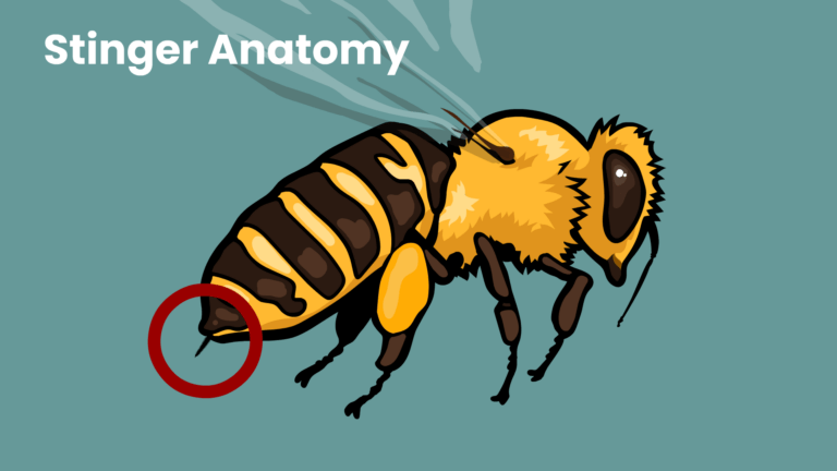 Stinger Anatomy