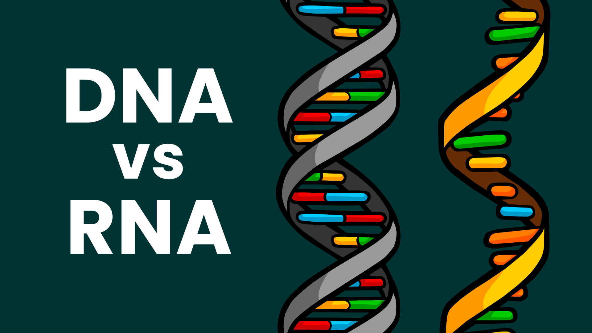 rna structure animation