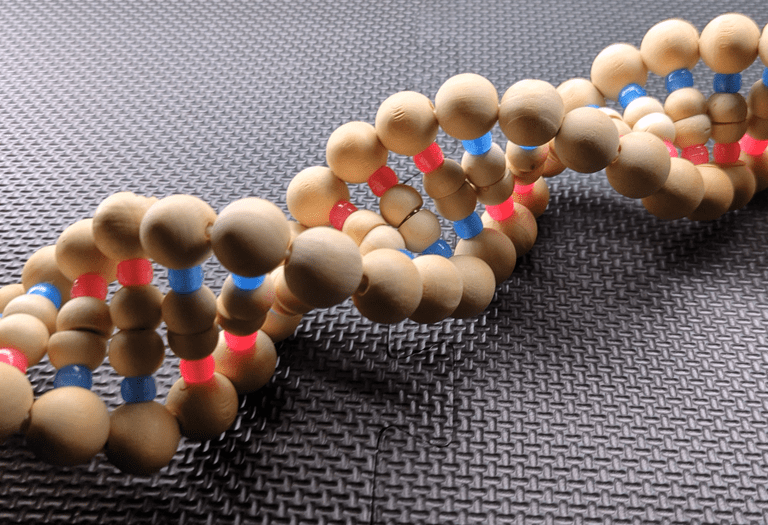 DNA model of wood and magnets